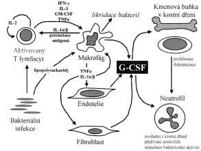 Obr. 1. G-CSF (filgrastim) a bakteriální infekce. Obr. 2. Schematické znázornûní struktury filgrastimu.