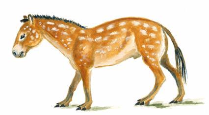 Eohippus Orohippus Mesohippus Parahippus Merychippus 3