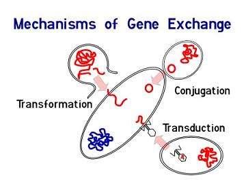 Horizontální genový transfer vědecké vysvětlení flexibility populací mikroorganismů vůči xenobiotikům v prostředí; soubor mechanismů, jak se genová informace šíří napříč mikrobiálními společenstvy,