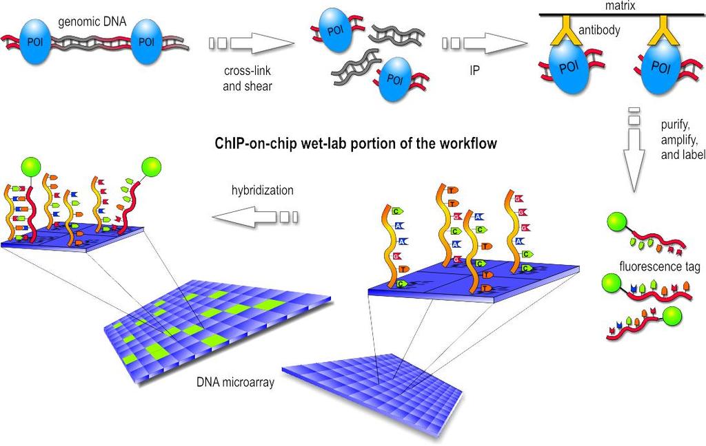 ChIP-on-chip (Chromatin immunoprecipitation) Mapování vazby proteinů na DNA Např.