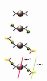 Bead array - mikrosféry průměr ~ 10 μm (velikost lymfocytu) polystyrenové nebo latexové
