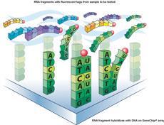 Princip čipových technologií Princip sondy vázané na nosný podklad Různé dělení podle Aplikace (genotypizace; exprese RNA, proteinů; epigenetika ) Technologie výroby