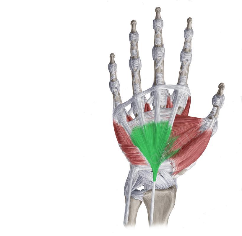 Obrázek 4. Zeleně zvýrazněná vazivová vrstva (aponeurosis palmaris) pod kůží dlaně. Pod ní svalové skupiny palmy ruky. Zdroj: https://www.kenhub.com/en/atlas?