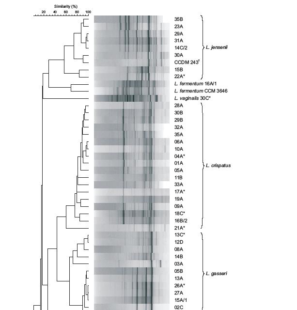 Lactobacillus acidophilus komplex: rep-pcr Shluk I in house databáze