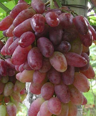 BAJKONUR BAJKONUR je velmi raná odrůda zrající v polovině srpna. Síla růstu keře je velká.