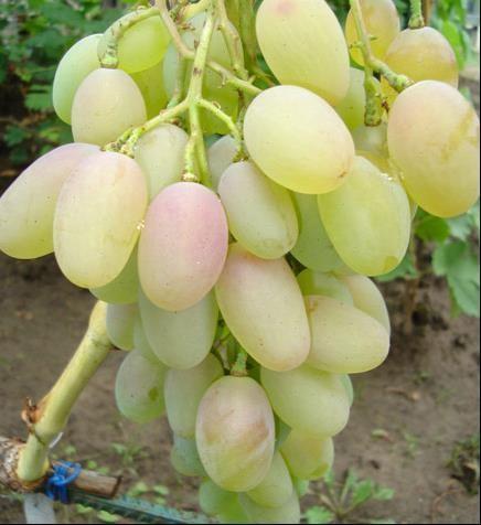 BLAGOVEST Je raná hybridní odrůda zraje 5 dnů po Arkádii. Hrozny jsou velké až velmi velké 32 x 25 cm a dosahující váhy až 3 kg.