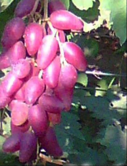 DUBOVSKÝ PINK DUBOVSKÝ PINK je nová hybridní stolní odrůda velmi raného dozrávání. Vyznačuje se silným růstem kořenů. Hrozny jsou řídké, kuželové.průměrná hmotnost hroznů je 1200-1500 g.