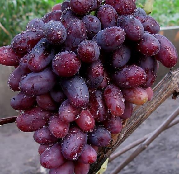 IZJUMINKA IZJUMINKA = ŘÍZ je velmi raná odrůda zrající za 100-110 dnů to je druhý ž třetí týden srpna. Hrozny jsou velké, řídké a váží 700-900 g.