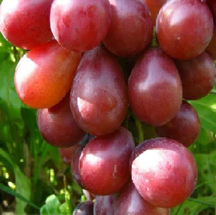 KRÁLOVNA NINA KRÁLOVNA NINA je Japonská odrůda silného růstu zrající začátkem září. Hrozny jsou velké 600-700 g.