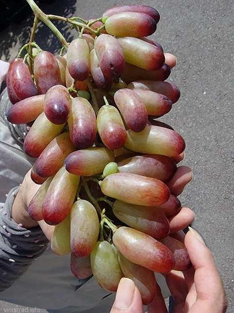 MANIKURA = PRST MANIKURA = PRST Manikura = Prst má atraktivní vzhled, vysokou kvalitu, sadké a křehké plody. V Novočerkansku tato odrůda dozrává v polovině září. Růst je velmi silný.