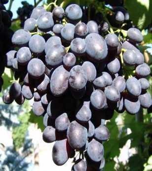 PAMJAŤ NEGRUL Tato odrůda byla vyšlechtěna v Moldavsku. Hrozen je velký 500 700g. Bobule jsou velké 30 x 22 mm a váží 7 9 g.