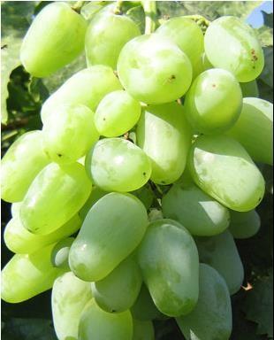 PETĚRBURG PETĚRBURG je bisexuální odrůda středního zrání. Hrozny jsou velké, volné s průměrnou hmotností 500-800 g.