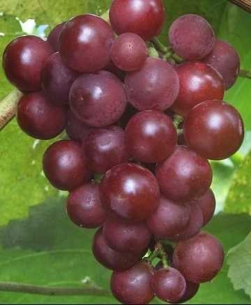 RED GLOBE RED GLOBE Odrůda zraje začátkem září. Hrozen je velký 1000 1300 g, průměrné hustoty.