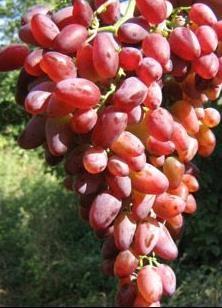 AMETYST NOVOČERKASSKÝ je raná odrůda zrající začátkem srpna. Hrozny jsou velké kolem 600 g střední hustoty.