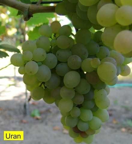 URAN URAN Jedná se o středně ranou odrůdu zrající v polovině září. Bobule jsou drobnější o nestejné velikosti. Vhodné na kompoty.