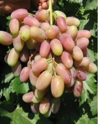 VIKTOR Viktorj je jednou ze tří hybridních odrůd zrajících začátkem září. Hrozny jsou velké 800 1500 g.