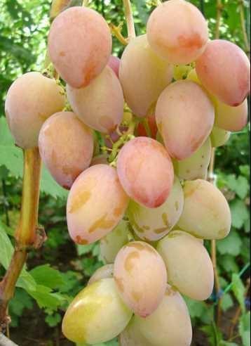 ARISTOKRAT ARISTOKRAT je středně raná odrůda zrající komcem srpna. Hrozny jsou velké 700-2000 g kuželovité střední hustoty.