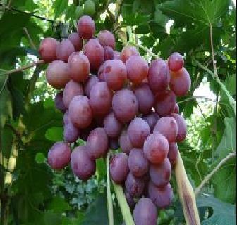 ARMANI ARMANI je bisexuální hybridní odrůda středně raného zrání to je za 110-115 dnů. Hrozny jsou velké 700-1500 g volné, produktivita je vysoká.