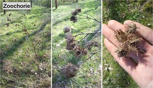 Organismy mohou být také přenášeny na oděvu a obuvi člověka, v zažívacím traktu, pomocí dopravních prostředků nebo také jako nechtěné příměsi k záměrně zavlečeným rostlinám a plodinám.