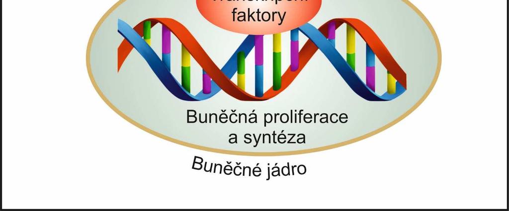 Schéma 2: Mechanizmus účinku GH v buňce Účinek GH na buňky je zprostředkován specifickým receptorem growth hormone receptor (GHR). Molekula GH má dvě vazebná místa pro receptor.