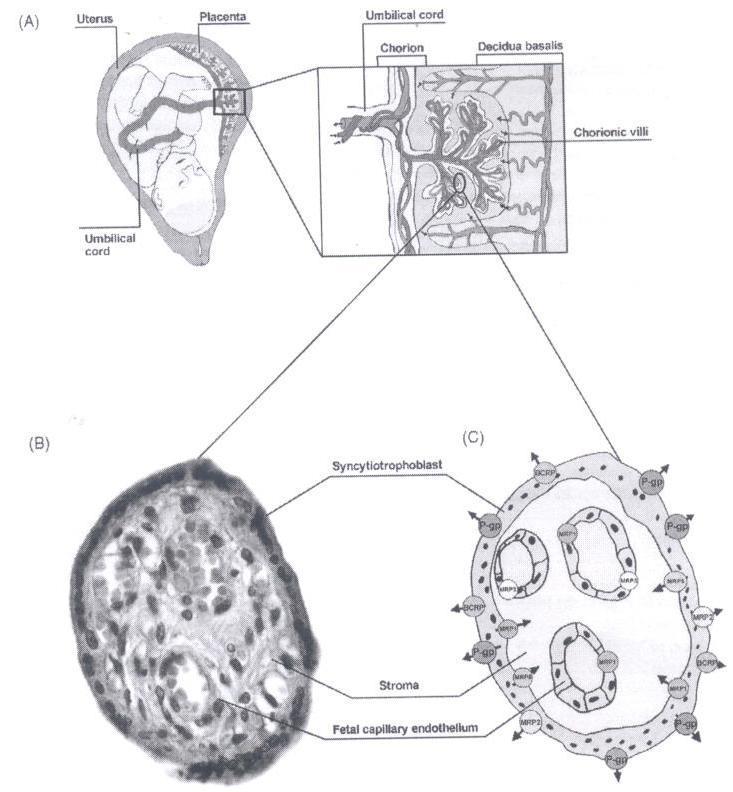 dochází k intenzivní výměně látek mezi matkou a plodem (Syme et al. 2004).