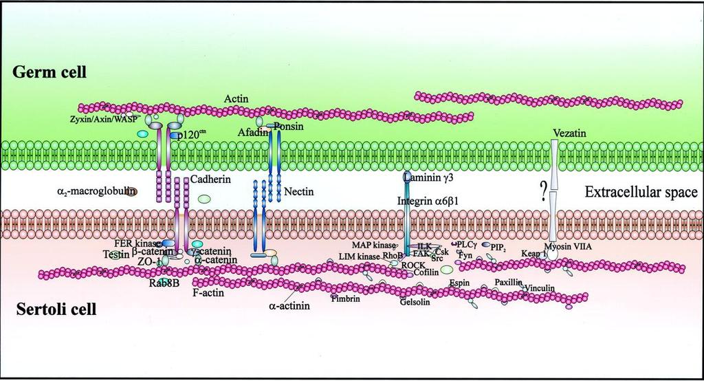Adhezivní spoje (anchoring junctions, AJ) propojují cytoskeletární struktury mezi buňkami navzájem, resp.