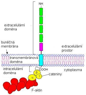 Obrázek č. 11. Molekula klasických kadherinů se svou a) intracelulární doménou, b) transmembránovou doménou a c) extracelulární doménou tvořenou pěti kalcium vážícími doménami.