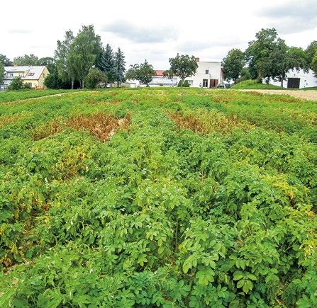 Tab. 3: Odrůdy relativně odolné k plísni v nati odrůdy velmi rané odrůdy rané odrůdy polorané odrůdy polopozdní až pozdní Allora, Anuschka, Bellarosa, Erika, Impala, Lada, Laperla, Monika, Musica,