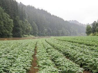 Výběr lokality a pozemku Poloha pozemku a jeho půdní podmínky významně ovlivňují infekci a šíření plísně v porostu brambor.