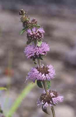 Mentha