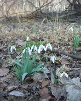 Galanthus