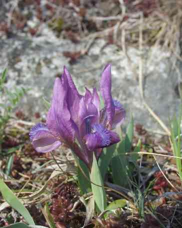 Iris