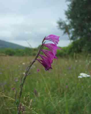 Gladiolus