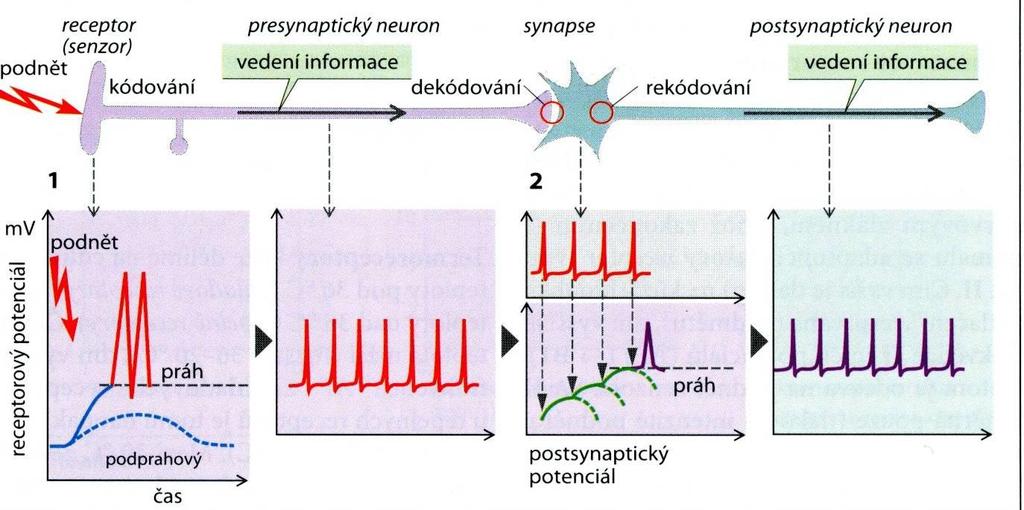 Kódování informace Kódování - intenzita podnětu zaznamenaná receptorem je překódovaná do frekvence AP Dekódování - na synapsi je