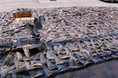 保護位於剛果的維龍加國家公園, 並反對在公 無翅潮流大勢所趨 向魚翅說 不 的概念在全球愈來愈普及 過去數月, 新加坡航空