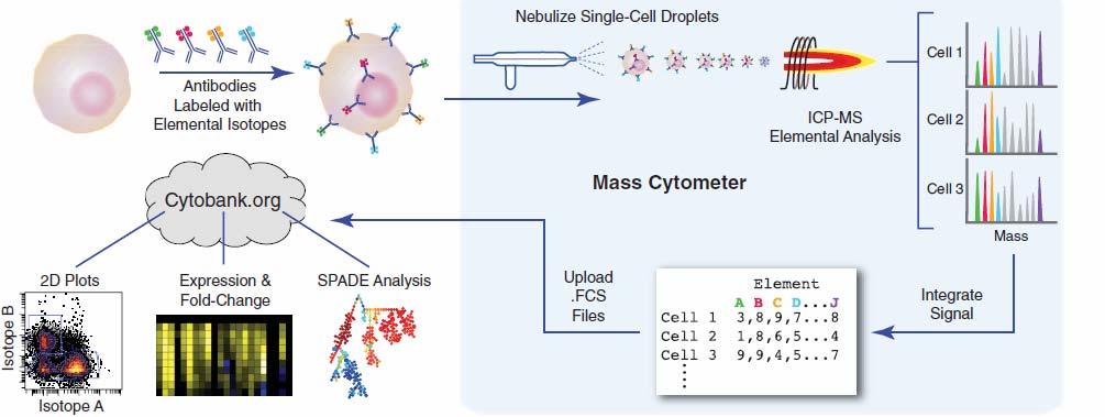 Single Cell