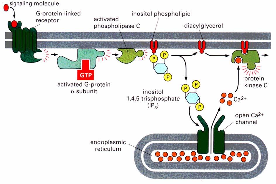 Přenos signálu pomocí Ca 2+ Cytosol (koncentrace - klidová 100 nm vs.
