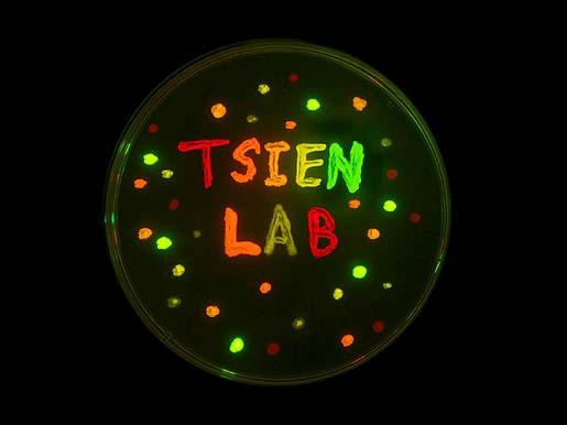 protein, GFP"