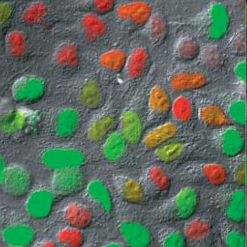 Fucci (fluorescent ubiquitination-based cell cycle indicator) cells Ubiquitin E3