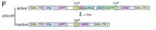shrna for TTL shrna elements: TTL-1 tgcatcaaataagcatgagattccaagagatctcatgcttatttgatgc ttttttcacgtagtttattcgtactctaaggttctctagagtacgaata aactacgaaaaaagagct TTL-2