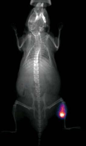 Imaging System KODAK X-SIGHT 640 LSS Dyes in vivo