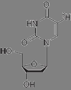 3 H-thymidine