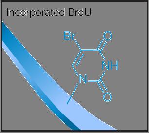 BrdU Br