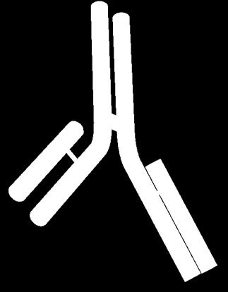 Ability for other antibodies to bind Morphology Ability for