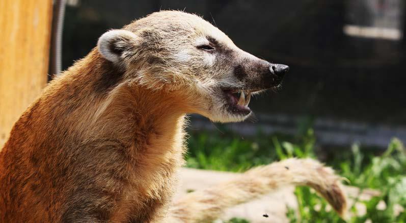 Sponzorská činnost Zoologická zahrada Tábor Společnost EKOSPOL je generálním sponzorem ZOO Tábor, která je rozlohou největší zoologickou zahradou v jižních Čechách.