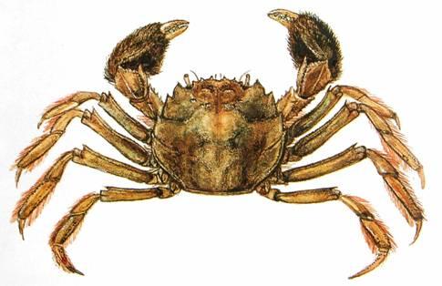 (Gammarus fossarum) Bezkrunýřka