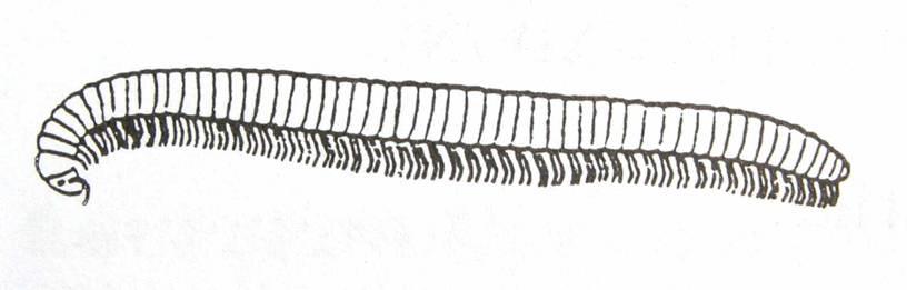 Třída: Mnohonožky (Diplopoda) Tělo na průřezu oválné Články zadečku se