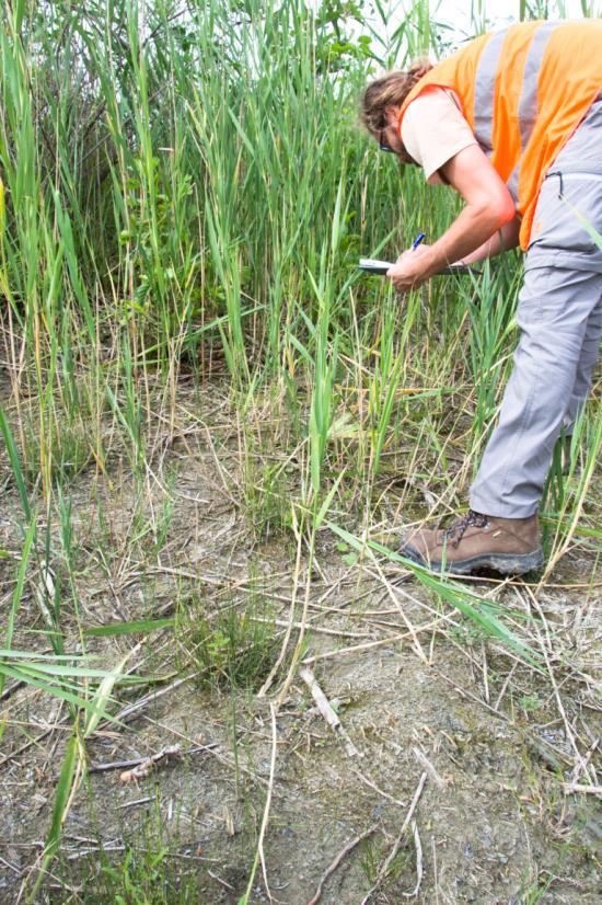 Péče o biotop: stržení drnu, seč odstraňování náletu Péče o druh: výsadby