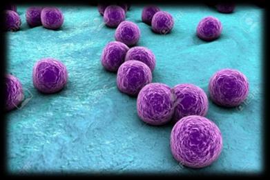 pneumoniae, Neisseria