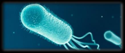 B), Listeria